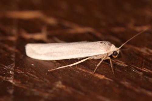 Réf. 335 926 : Eilema sp.
